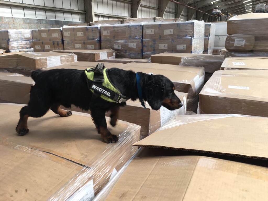 Wagtail Provide Explosive Detection Dogs for the UK Air Cargo Industry ...